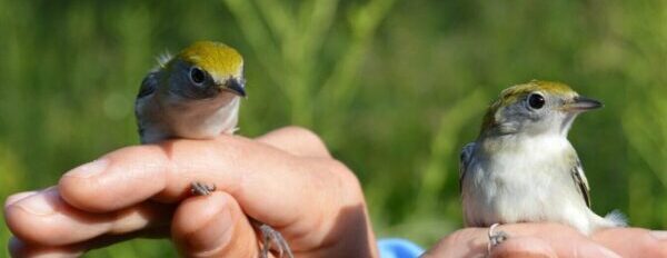 2026 Public Bird Banding at Rushton Woods Preserve